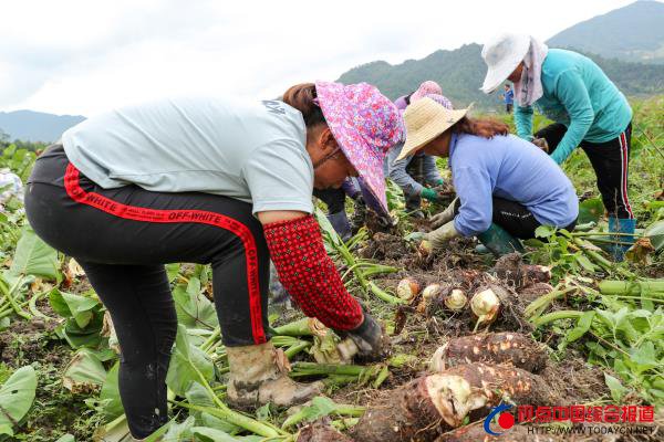 福建：武夷山洋庄乡科技特派助槟榔芋丰···