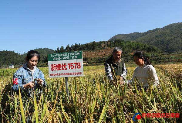 福建：武夷山市举办水稻新品种试验示范···