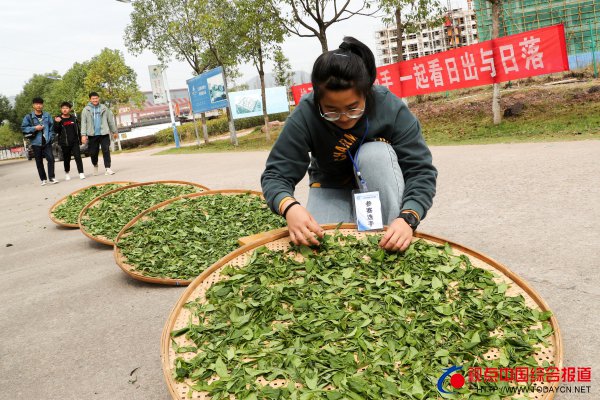 福建：南平市职业院校技能竞赛手工制茶···