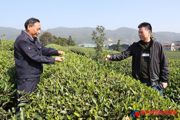 福建：搭天线引领群众致富好代表