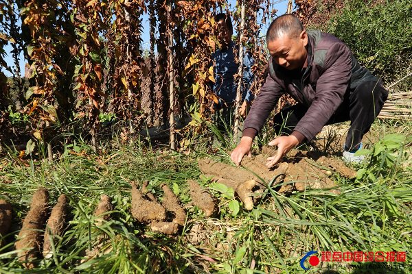 福建：武夷山山药喜丰收