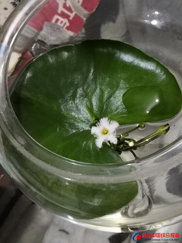 睡莲的梦想