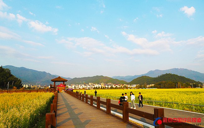 醉美春色 武夷山油菜花开景如画