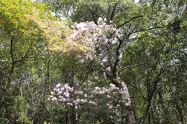 福建武夷山白水鹅子峰风光
