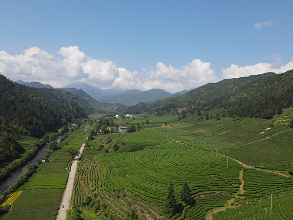 武夷山最美茶山